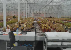 An image that you don't often see: tables full of dead plants. Yet nothing special is going on here: the plants have done their work, the propagation has been done and now they are, literally, ready.